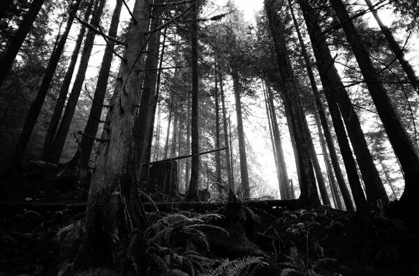 Mist Through The Trees